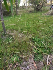 Dichelachne micrantha