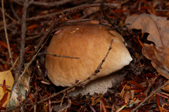 Boletus edulis