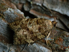 Choristoneura murinana