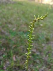 Microtis parviflora