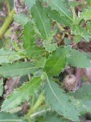 Cardueae