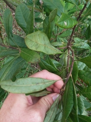 Morella caroliniensis