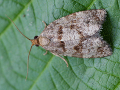 Choristoneura murinana