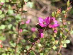 Boronia crenulata