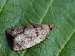 Choristoneura murinana