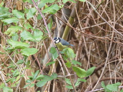 Cyanistes teneriffae teneriffae