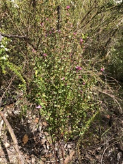 Boronia crenulata