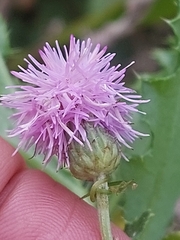 Cardueae