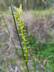 Microtis parviflora