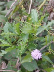 Cardueae
