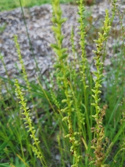 Microtis parviflora
