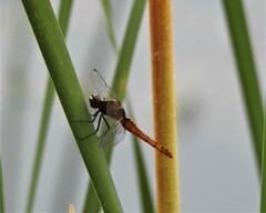 Rhodothemis rufa