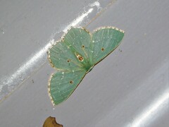 Lophostola cara