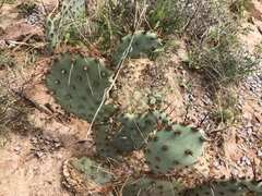 Opuntia macrocentra