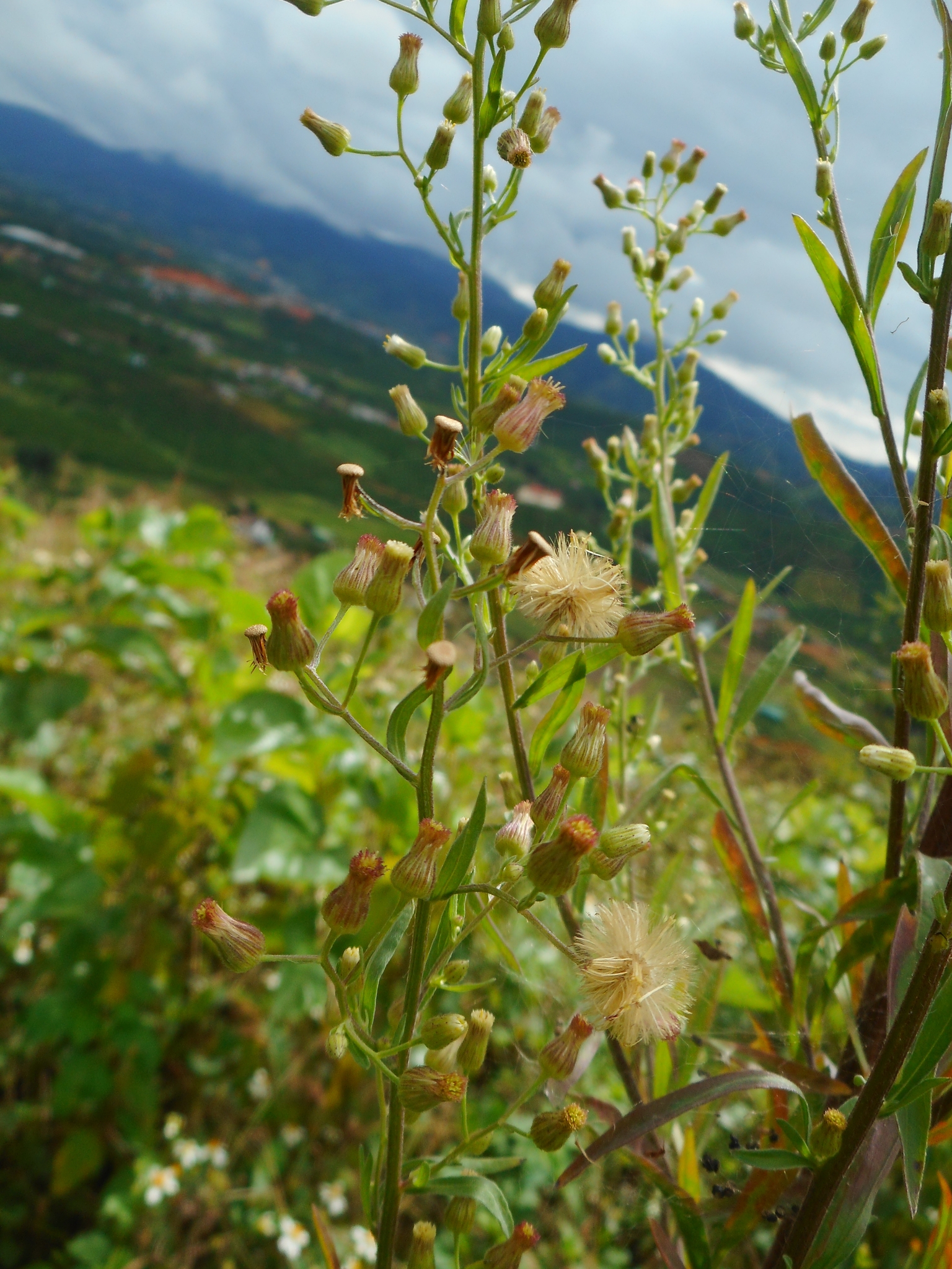 Erigeron sumatrensis — ảnh 3