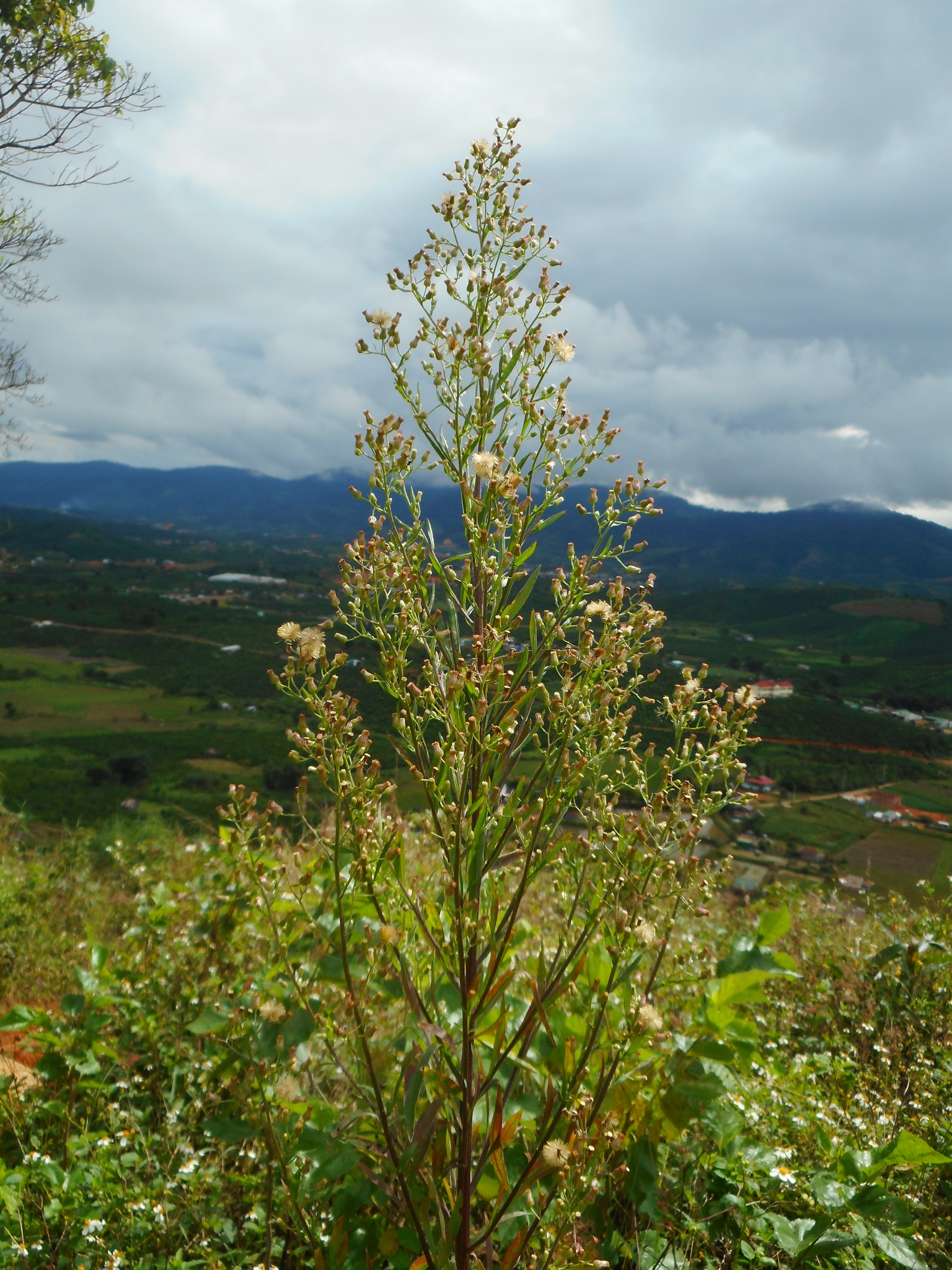 Erigeron sumatrensis — ảnh 2