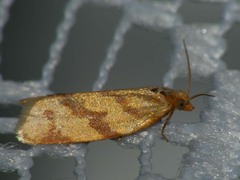 Clepsis pallidana