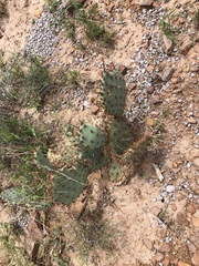 Opuntia macrocentra
