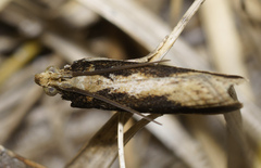Tineinae