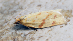 Clepsis pallidana