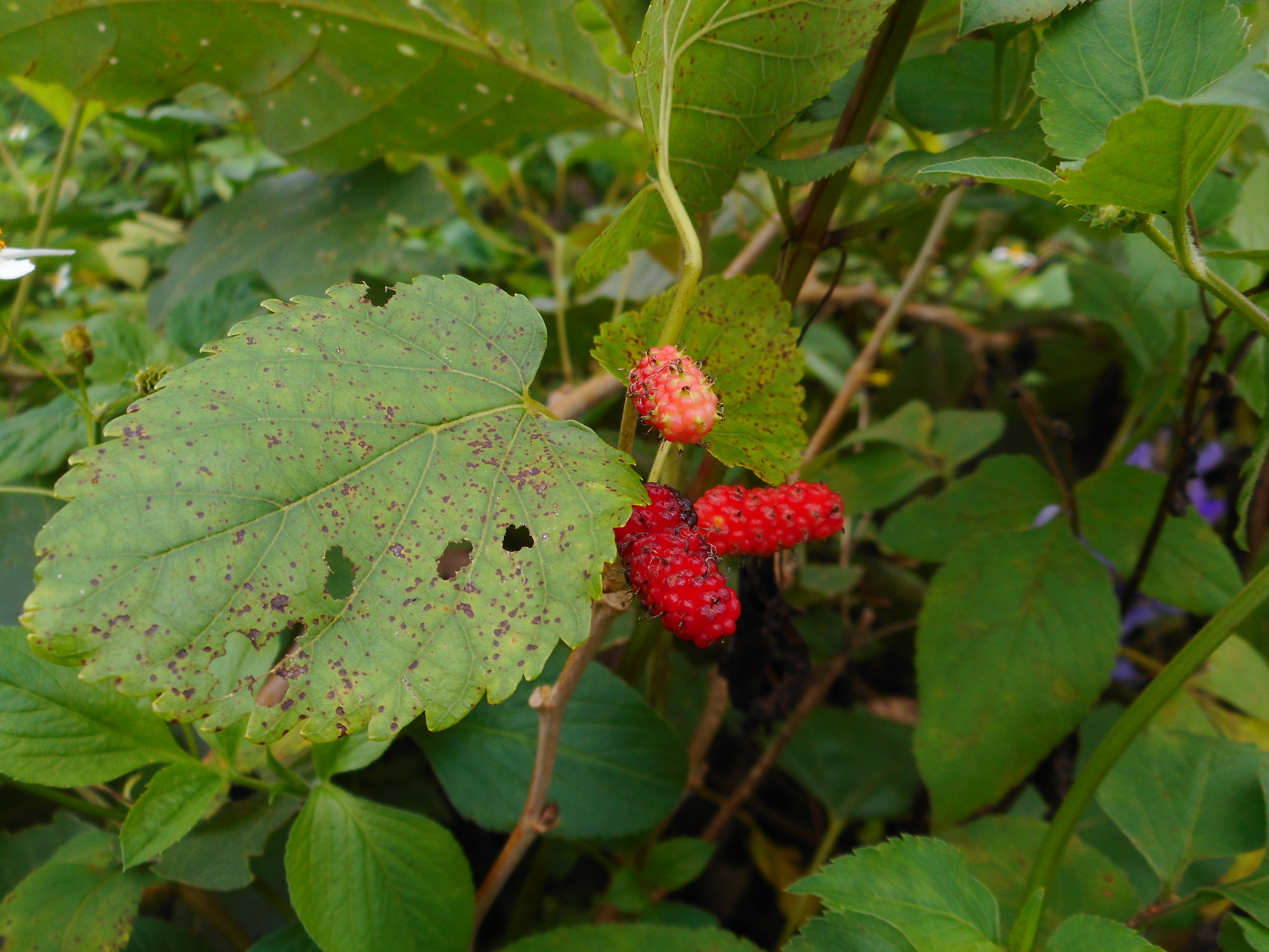 Morus indica (Morus indica)