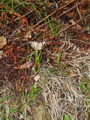 Pterostylis graminea