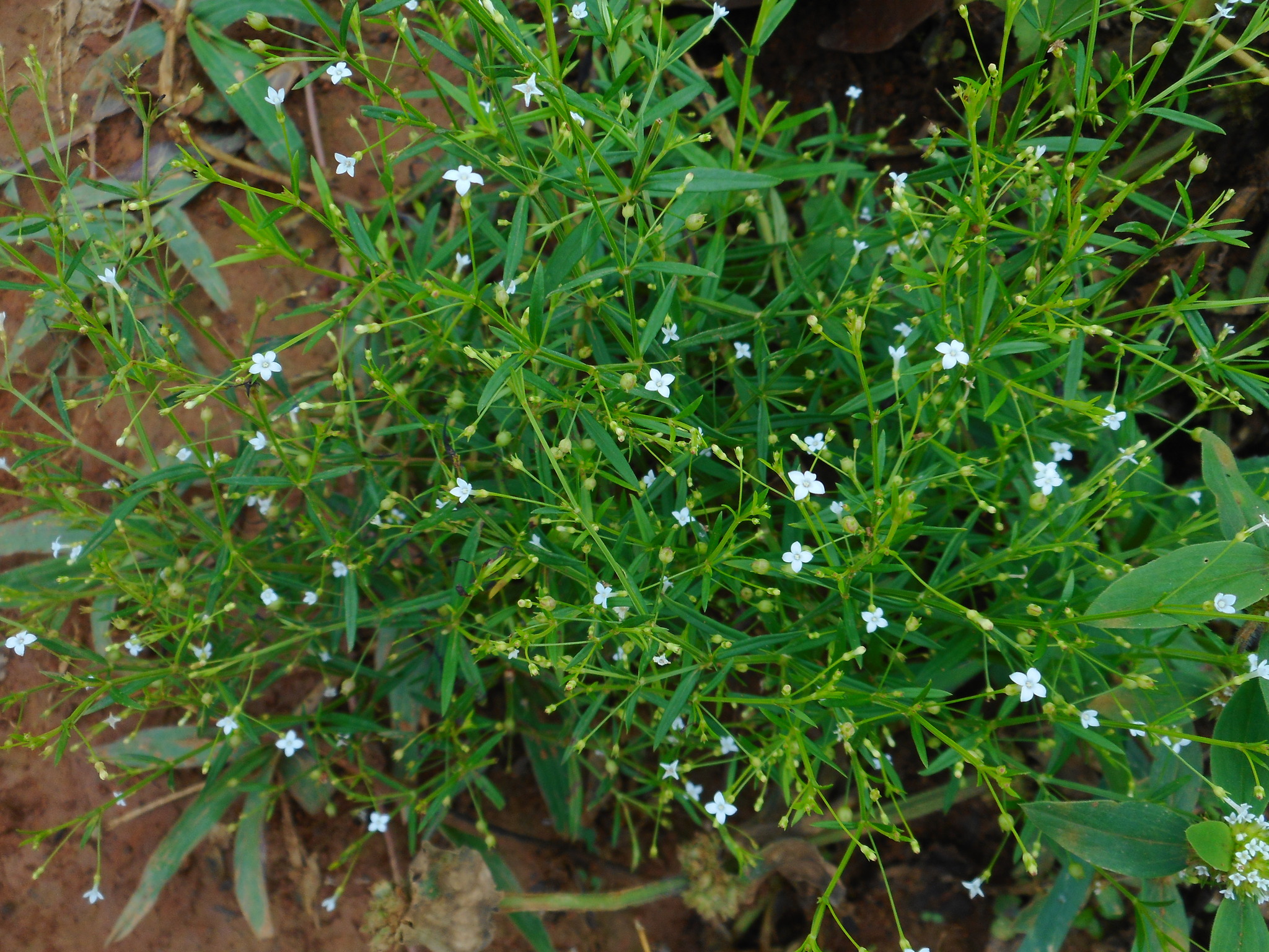 Oldenlandia herbacea — ảnh 2