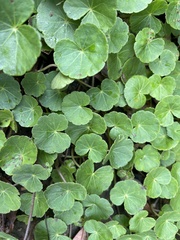 Hydrocotyle nepalensis