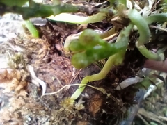 Drymoanthus adversus