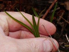 Pterostylis graminea