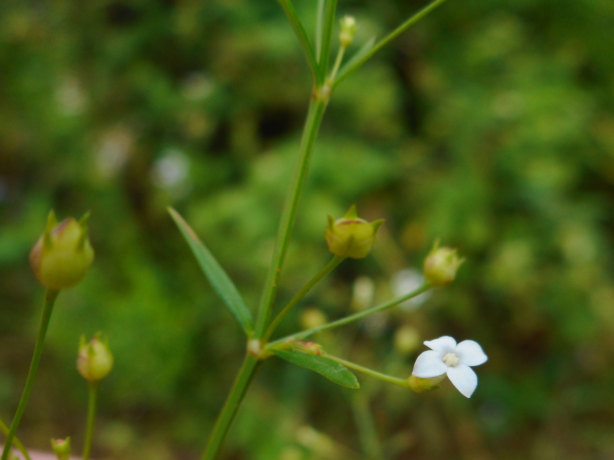 Oldenlandia herbacea — ảnh 3