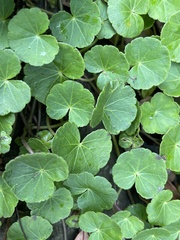 Hydrocotyle nepalensis