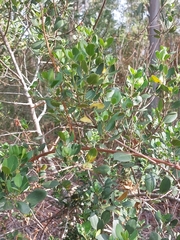 Rhamnus alaternus