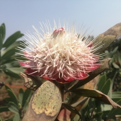 Protea caffra caffra