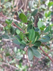 Rhamnus alaternus