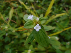 Spermacoce latifolia