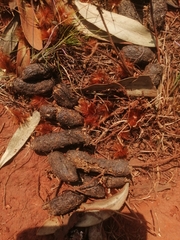 Hystrix africaeaustralis