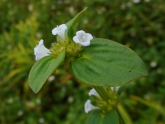 Spermacoce latifolia