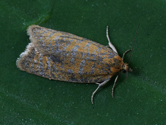 Clepsis rogana