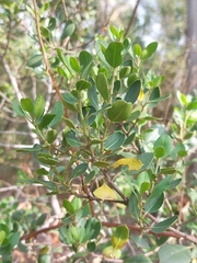 Rhamnus alaternus