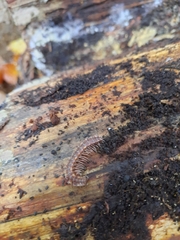 Polydesmus complanatus