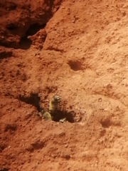 Apis mellifera scutellata