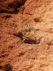 Apis mellifera scutellata