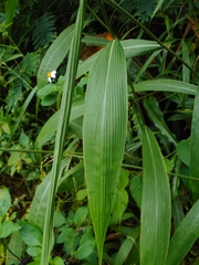 Setaria palmifolia