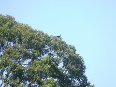 Lopholaimus antarcticus