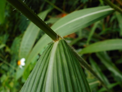 Setaria palmifolia