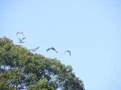 Lopholaimus antarcticus