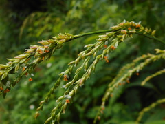 Setaria palmifolia