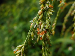 Setaria palmifolia