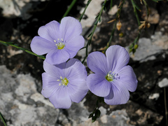 Linum austriacum tommasinii